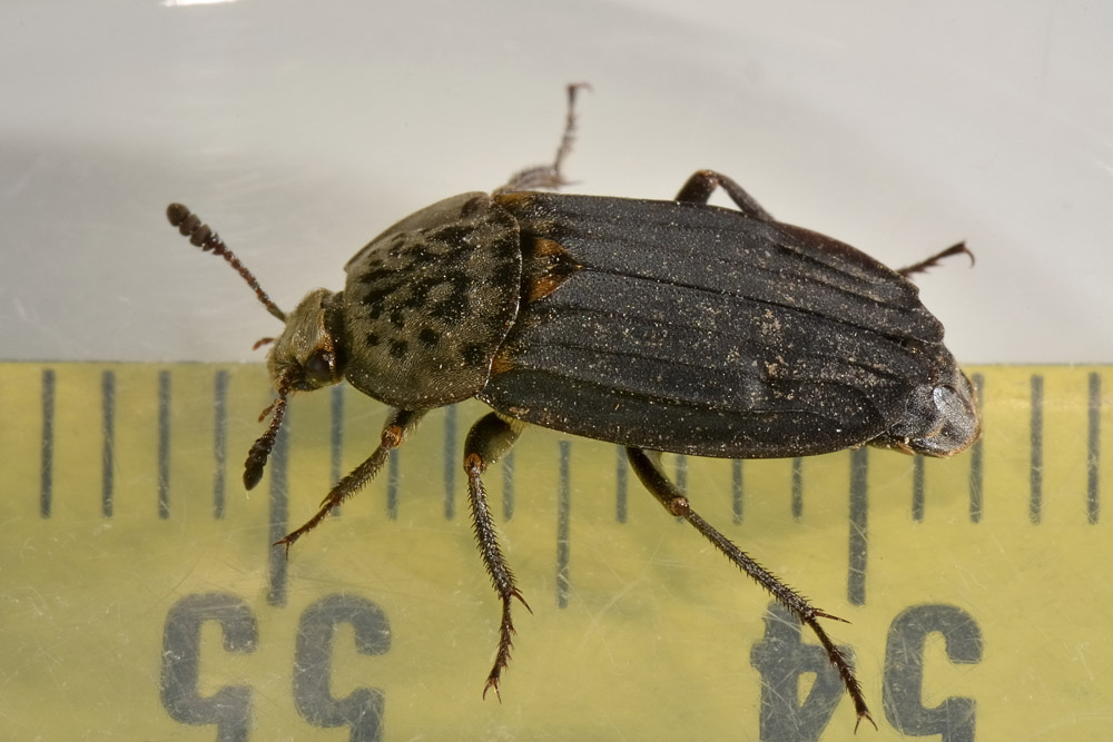 Silphidae, Thanatophilus sinuatus? S, femmina